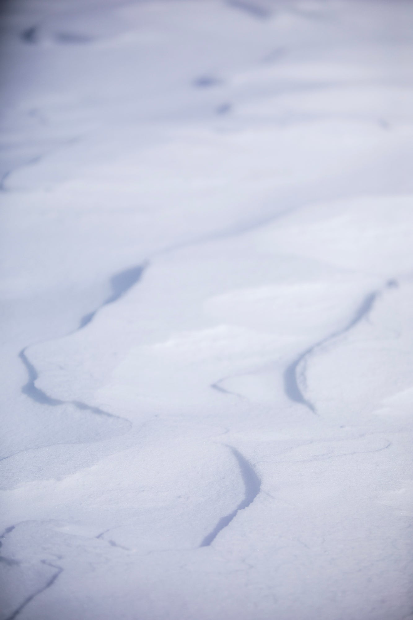 Snow texture and creative artwork with Banff's first snowboarding company, Focus Snowboards.